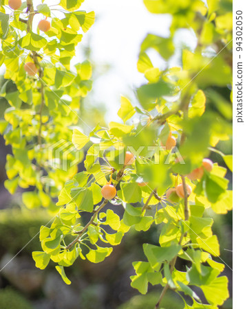 銀杏葉銀杏 銀杏葉銀杏 94302050