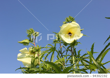花秋葵 94302192
