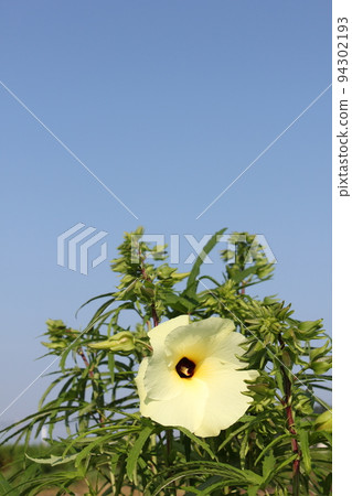 花秋葵 花秋葵 94302193