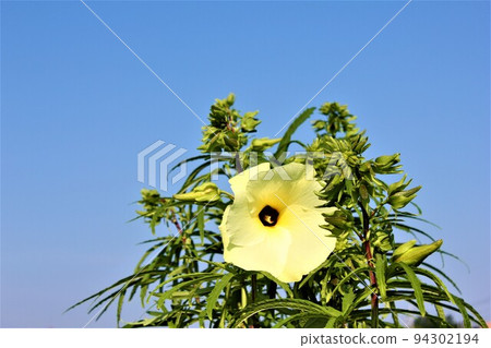 花秋葵 94302194