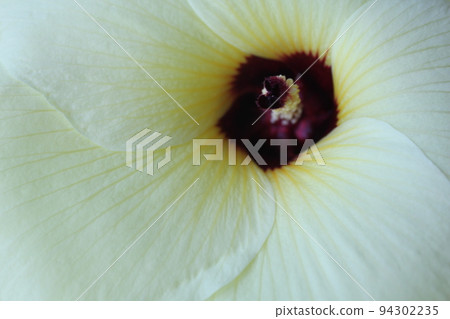 花秋葵 花秋葵 94302235