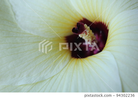 花秋葵 花秋葵 94302236
