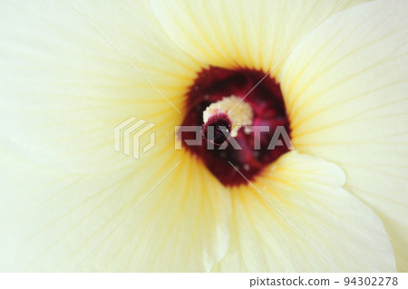 Flower Okra 94302278