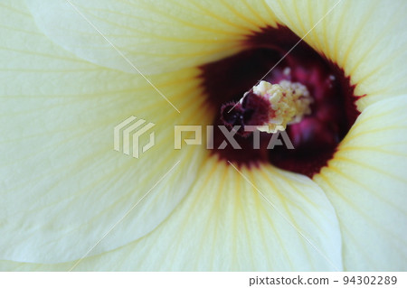花秋葵 花秋葵 94302289