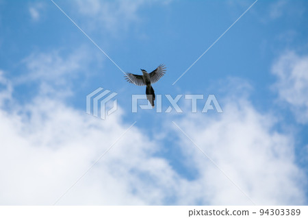 長尾飛向藍天 長尾飛向藍天 94303389