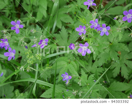 Finnish Nature ⑤ Finnish Nature ⑤ 94303392