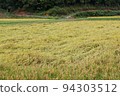 Japanese rural landscape Fallen rice 94303512