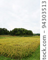 Japanese rural landscape Fallen rice 94303513