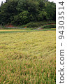 Japanese rural landscape Fallen rice 94303514