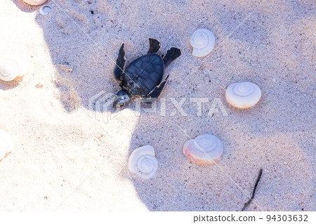Ogasawara Minamijima Natural Monument Shellfish 94303632