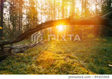 Sunlight Sunrays Shine Through Fallen Tree Trunk. Beautiful Sunset Sun Sunshine In Sunny Autumn Coniferous Forest. Autumn Season. Sunset Sunrise In Summer Forest Trees. Bright Sunshine 94303908