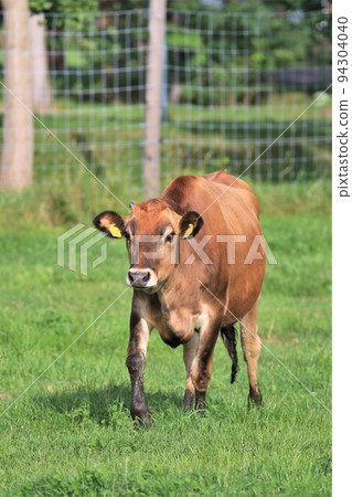 Ranch scenery / Jersey cow Ranch scenery / Jersey cow 94304040