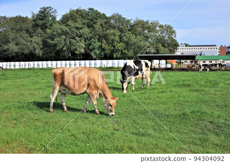 Ranch scenery, Jersey cows, Holstein cows 94304092