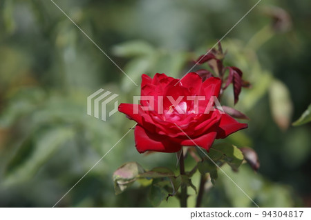 Arao City Ominous Citizen Flower Bed Rose Flower, 94304817