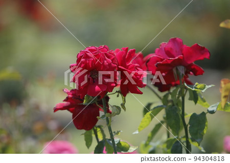 Arao City Ominous Citizen Flower Bed Rose Flower, Arao City Ominous Citizen Flower Bed Rose Flower, 94304818