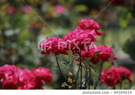 Arao City Ominous Citizen Flower Bed Rose Flower, 94304819