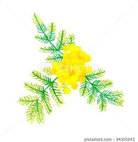 含羞草（銀相思）卡通春花手繪水彩插圖素材 94305043