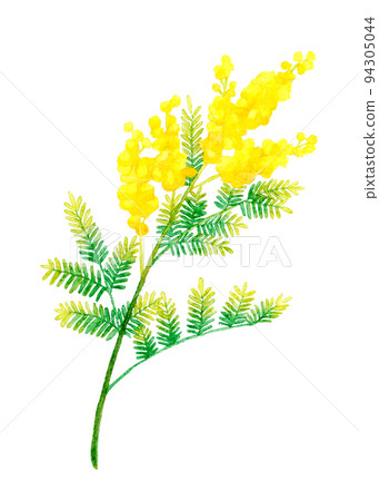 含羞草（銀相思）卡通春花手繪水彩插圖素材 94305044