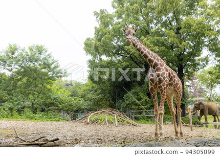 reticulated giraffe in zoo 94305099