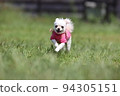 Chiwawa run! 94305151