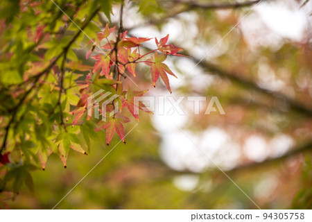 Autumn leaves image material Oiso Joyama Park [Oiso Town, Kanagawa Prefecture] 94305758