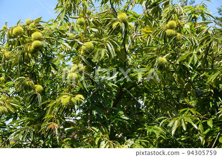 Autumn image "chestnut" Autumn image "chestnut" 94305759
