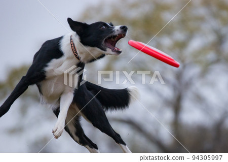 Frisbee dog at the moment of catching Frisbee dog at the moment of catching 94305997