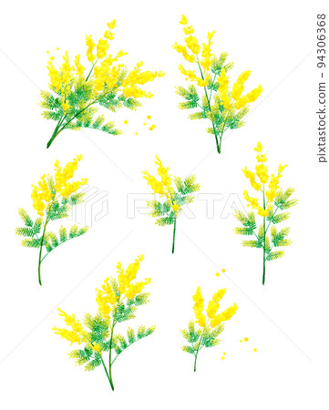 Illustration set of mimosa (silver acacia) Spring flower hand-painted watercolor illustration material collection 94306368