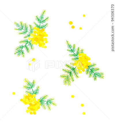 含羞草（銀相思）春花手繪水彩插圖素材集 94306370