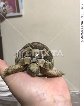 烏龜 烏龜 94306642