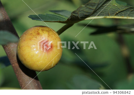 成熟的無花果白色 Zenoa 九月中旬 94306842