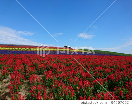Lavender field all over the area 94307062