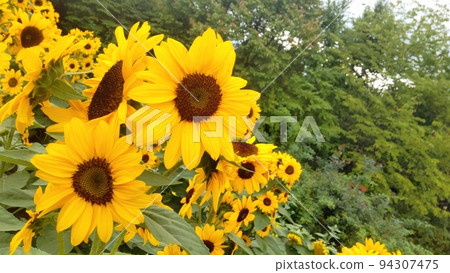 Flowers Blooming in Heidi Village 94307475