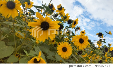 Flowers Blooming in Heidi Village 94307477