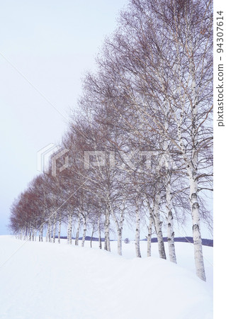 北海道的雪景 94307614
