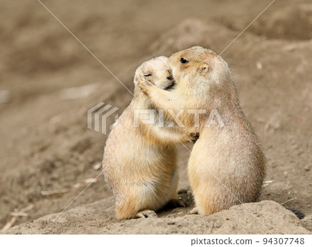 prairie dog hugging and kissing 94307748