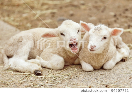 Cute baby sheep sitting close to you Cute baby sheep sitting close to you 94307751