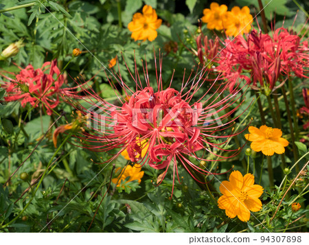 紅蜘蛛百合和秋天的櫻花 94307898