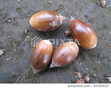 Acorn fell to the ground 94308010