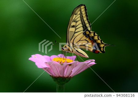 一隻鵪鶉 94308116