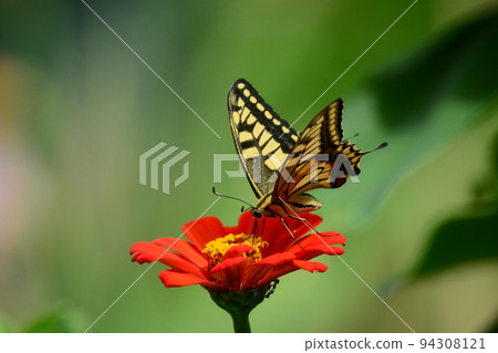 一隻鵪鶉 一隻鵪鶉 94308121