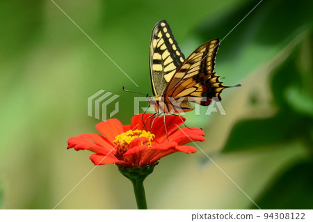 一隻鵪鶉 94308122