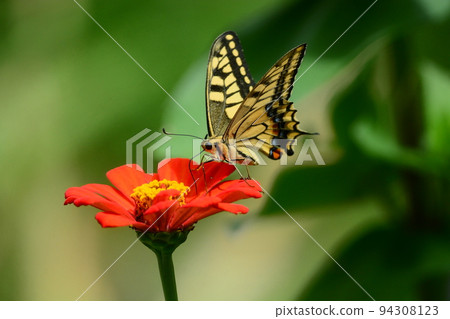 一隻鵪鶉 一隻鵪鶉 94308123