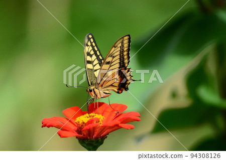 一隻鵪鶉 一隻鵪鶉 94308126