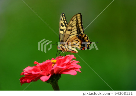 一隻鵪鶉 94308131