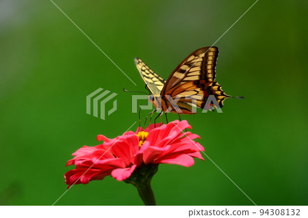 一隻鵪鶉 94308132