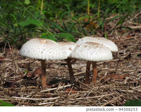 Oshilokarakasatake 94308253