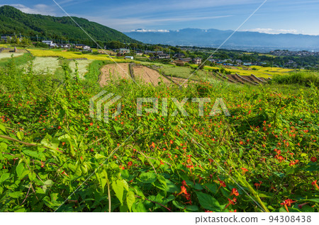初秋的中野梯田 初秋的中野梯田 94308438