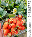 Strawberry picking 94308772