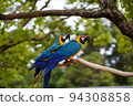 Ruri Macawo 94308858